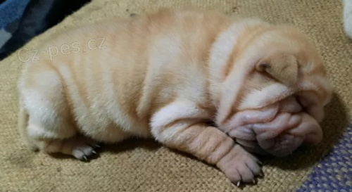 k dispozici �istokrevn� �t��ata Shar-Pei 