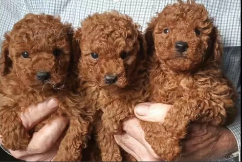 roztomil� pudl� �t��ata k adopci 