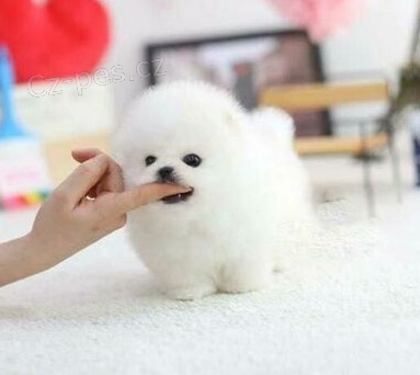 Ohromuj�c� miniaturn� pomeransk� �t��ata 