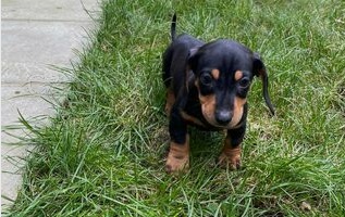 vynikaj�c� �t��ata jezev��ka 