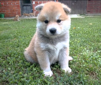 Zdrav� �t��ata Akita Inu k dispozici 