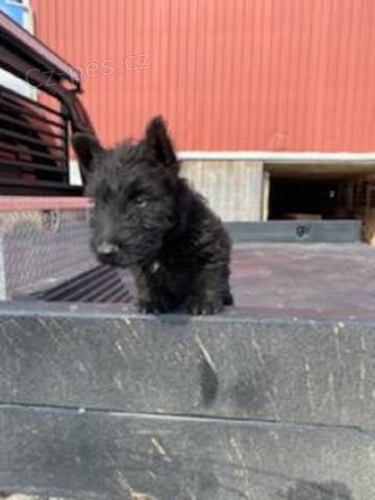 K dispozici jsou �t��ata jemn�ho skotsk�ho teri�ra 