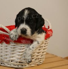 K dispozici n�dhern� �t��ata anglick�ho setra 