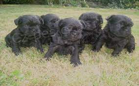 griffon �t��ata k adopci