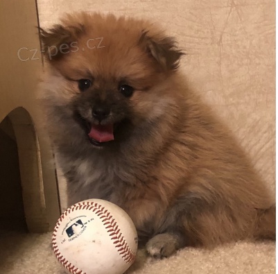 Rozko�n� pomeransk� �t�n� k adopci.