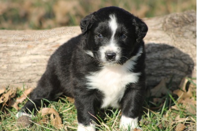 Rozko�n� �t�n� australsk�ho ov��ka k adopci.