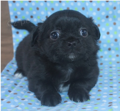 Roztomil� �t�n� �ivavy k adopci.