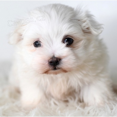 Roztomil� maltsk� �t�n� k adopci.