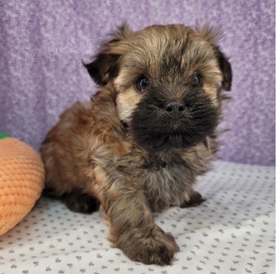 Roztomil� �t���tko Havanese k adopci.