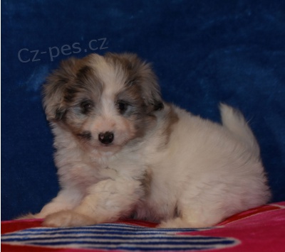 Roztomil� �t�n� Aussiedoodle k adopci.