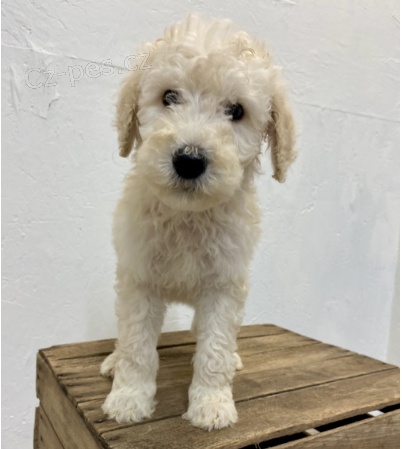 Roztomil� �t�n� pudla k adopci.