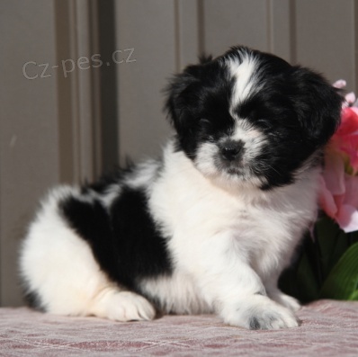 Kr�sn� �t���tka Shih Tzu k adopci