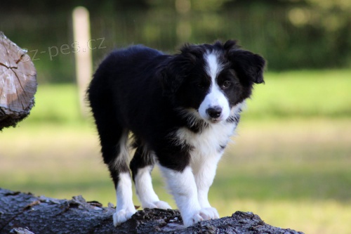 Border kolie �t��ata k dispozici mu� a �ena