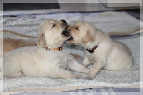 Prok�zan� chovn� dvojice modr� a zlat� macaws Mu� 9 let �ena 7 let velmi pou�n� a zvykl� na lidi