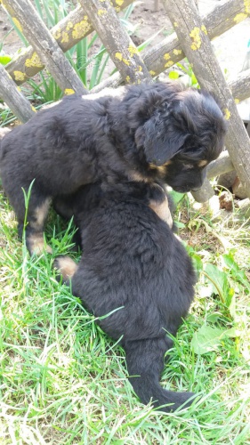 dispozici 2  �t��ata Hovawart