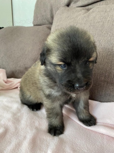 brzy si vezmi �t�n� Leonberger