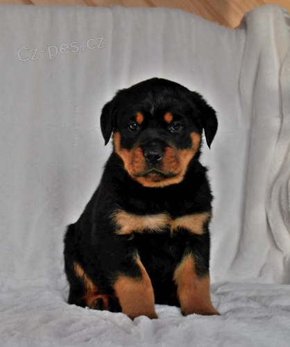 �t��ata rotvajler� pro miluj�c� domov 