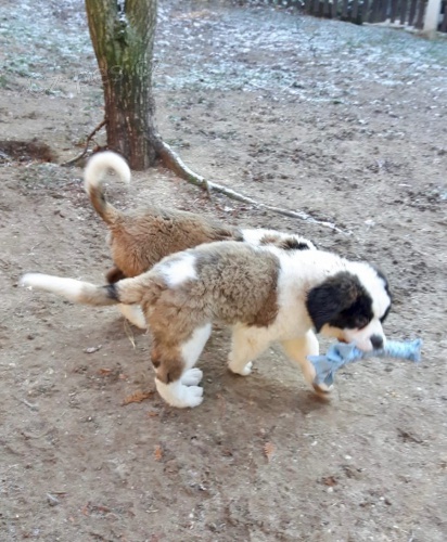 2 bernsk� sala�nick� pes