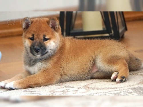 �t��ata Shiba Inu pro nov� domovy k adopci