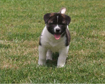 Akita pupiees jsou p�ipraveny k adopci