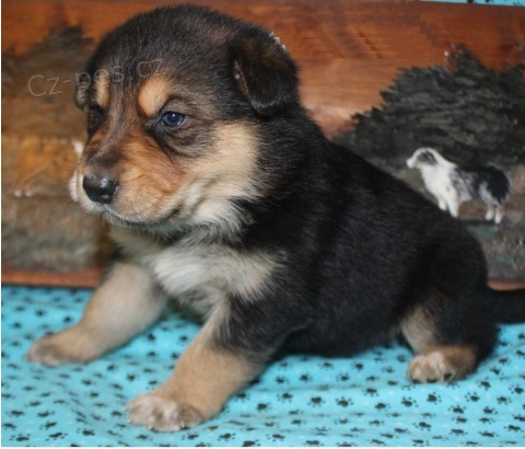 �t��ata australsk�ho ov��ka jsou p�ipravena na nov� rodiny