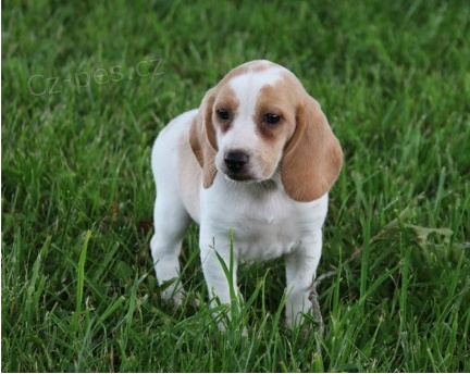 Beagle �t���tka jsou p�ipravena poznat nov� rodiny.