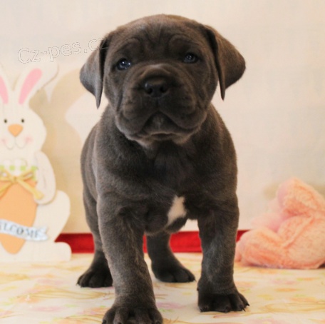 �t���tka Cane corso jsou p�ipravena na nov� Rodiny
