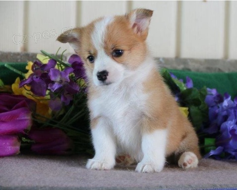 �t���tka Pombrake Welsh Corgi jsou p�ipravena na nov� rodiny
