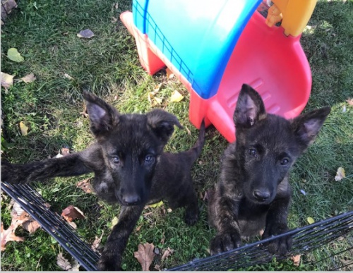 Holandsk� �t��ata jsou p�ipravena na nov� Rodiny