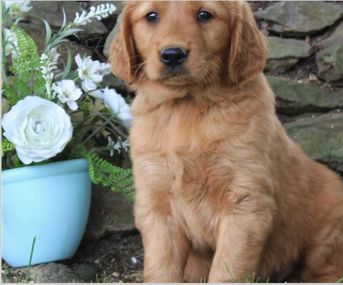 �t��ata zlat�ho retr�vra jsou p�ipravena na nov� rodiny