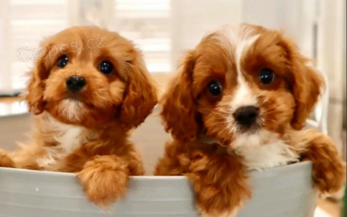 Cavoodle �t��ata pro dobr� domovy 