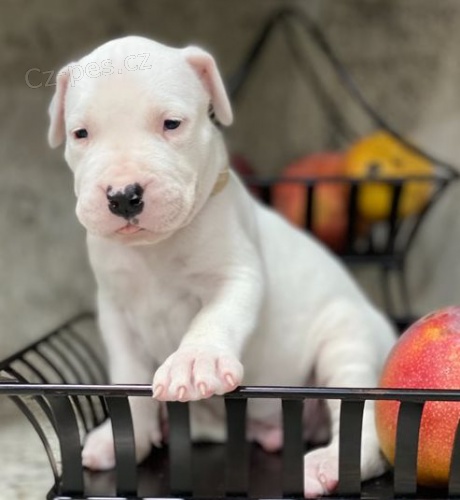Dogo Argentino �t��ata pro dobr� domovy 