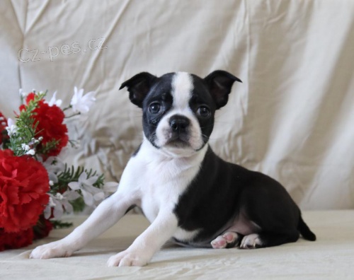 hrav� �t���tka bostonsk�ho teri�ra k adopci 