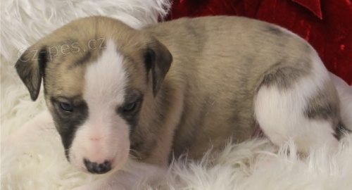 Brilantn� �t��ata Whippet pro dobr� domovy