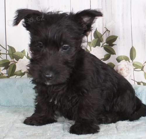 N�dhern� �t��ata skotsk�ho teri�ra k adopci