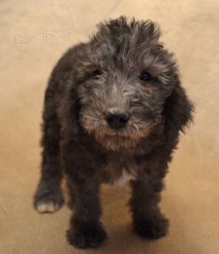 �t��ata Bedlington teri�ra k dispozici 