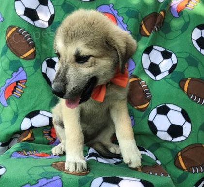 Rozko�n� �t��ata Akbash k adopci