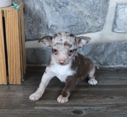 Rozko�n� �t���tka �ivavy k adopci 