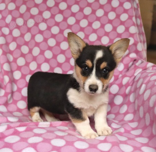 �t��ata Welsh Corgi Pembroke k adopci 