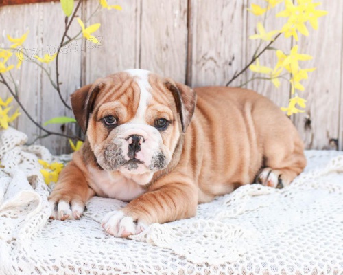 Kvalitn� anglick� buldok �t��ata k adopci