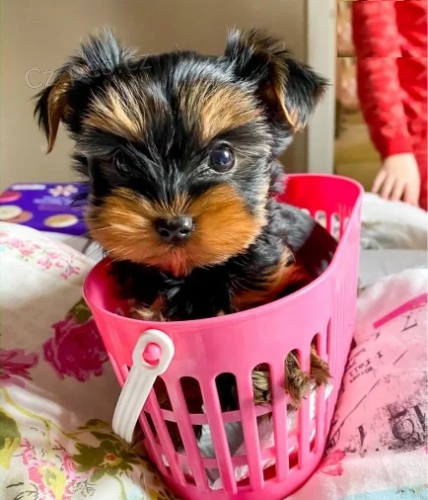 Zlat� hedv�bn� �t���tka yorkie na prodej