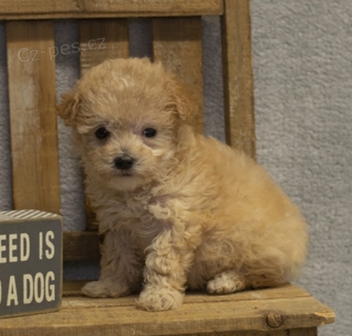 Trpasli�� mu� a �ena pudl� �t��ata na prodej.