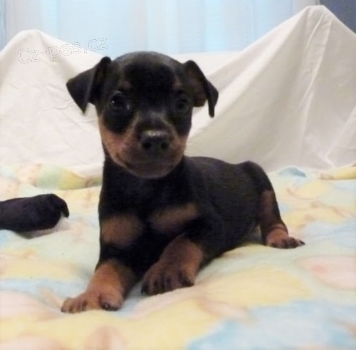 Miniaturn� �t��ata pin�� k adopci