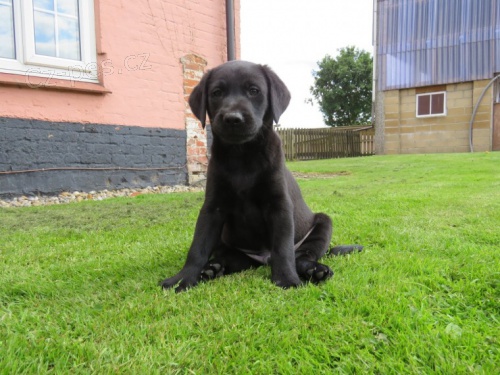 Kr�sn� �ern� �t��ata labradora na prodej.