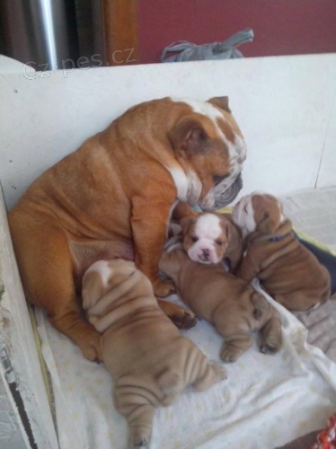 zdrav� �t��ata anglick�ho buldoka na prodej
