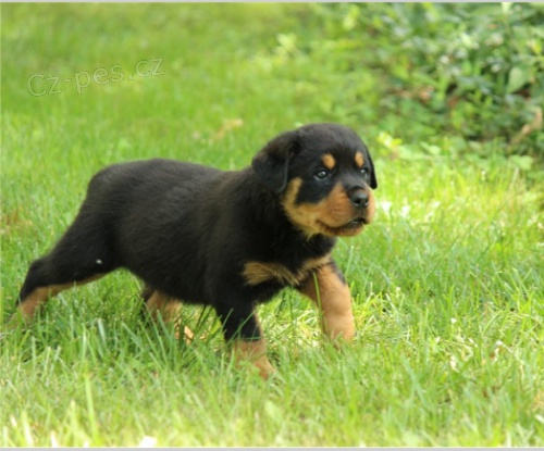 �t��ata rotvajler� jsou p�ipravena na nov� rodiny