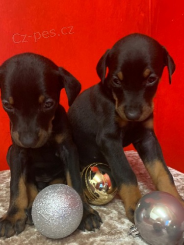 kr�sn� zdrav� �t��ata dobermana na prodej