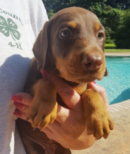 �t��ata dobermana na prodej