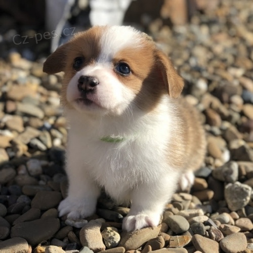 Zdrav� a o�kovan� �t��ata Pembroke Welsh Corgis na prodej