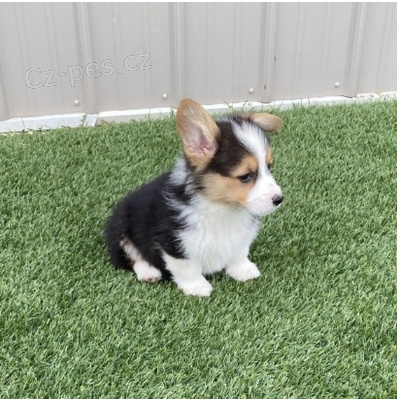 Kr�sn� �t��ata Welsh Corgi k adopci